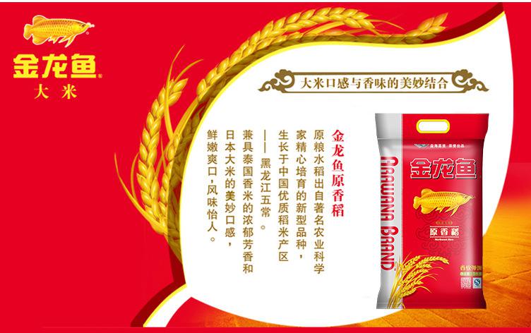 元宝鱼咬金龙吗_金龙和什么鱼混养最好_金龙鱼股票