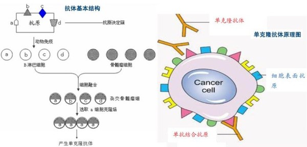 医药恒瑞_恒瑞医药股票_互联网医药股票
